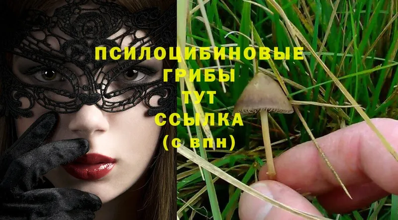 ссылка на мегу   как найти   Карабулак  Галлюциногенные грибы Psilocybine cubensis 